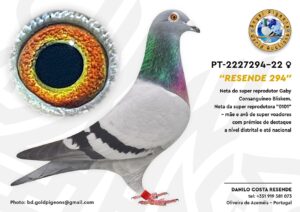 Pombo #01 - DR - L005