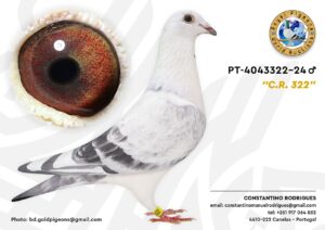Pombo #01 - CR - L004