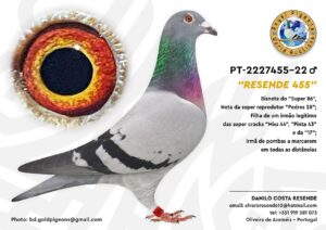 Pombo #02 - DR - L005