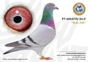 Pombo #02 - CR - L004