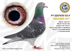 Pombo #03 - DR - L005