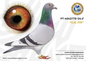 Pombo #03 - CR - L004