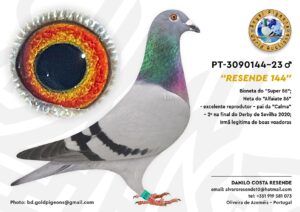 Pombo #04  - DR - L005