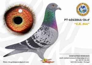 Pombo #05 - CR - L004