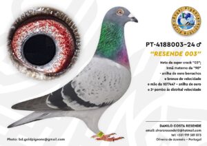 Pombo #05 - DR - L005