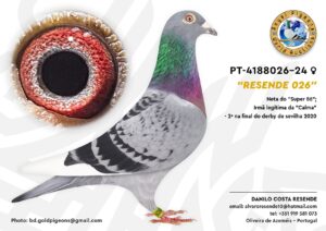 Pombo #06 - DR - L005