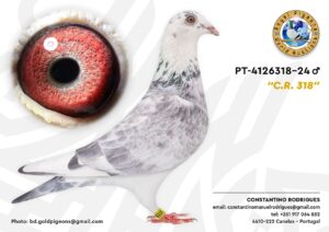 Pombo #07 - CR - L004
