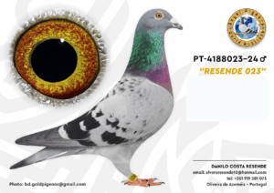 Pombo #07 - DR - L005