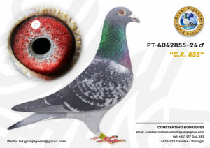 Pombo #08 - CR - L004