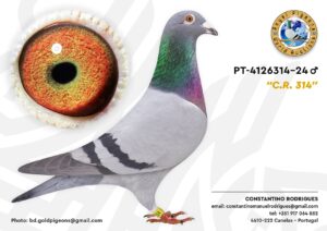 Pombo #10 - CR - L004